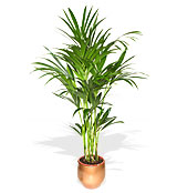 Kentia 