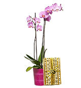 Orquidea dulce 