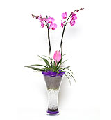 Elegancia cristal 