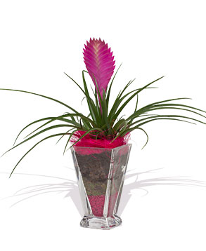Tillandsia